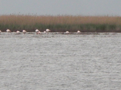 flamingos